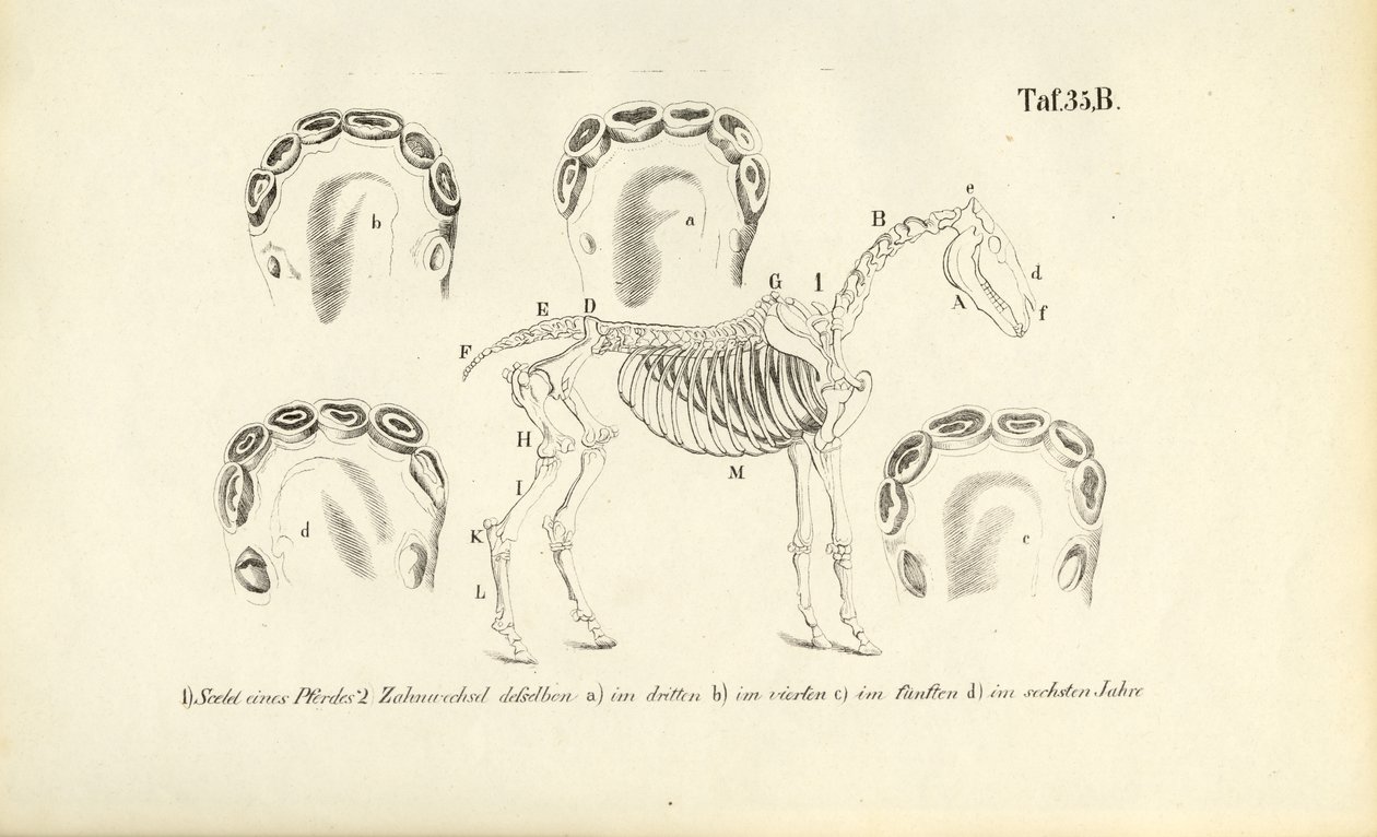 Anatomie du cheval : Squelette et développement dentaire - J. W. Tenhaeff