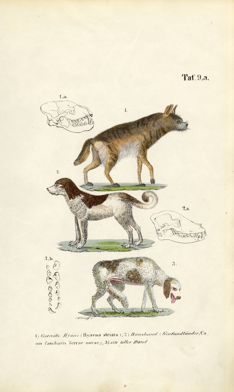 Hyène, chien domestique et vieux chien avec illustrations de crânes - J. W. Tenhaeff