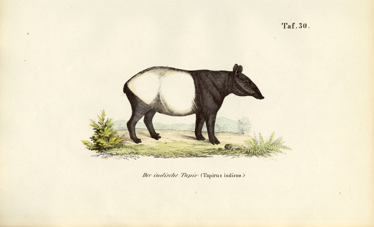 Malaiischer Tapir von J. W. Tenhaeff