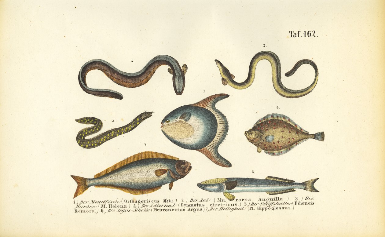 Poissons marins et anguilles - J. W. Tenhaeff