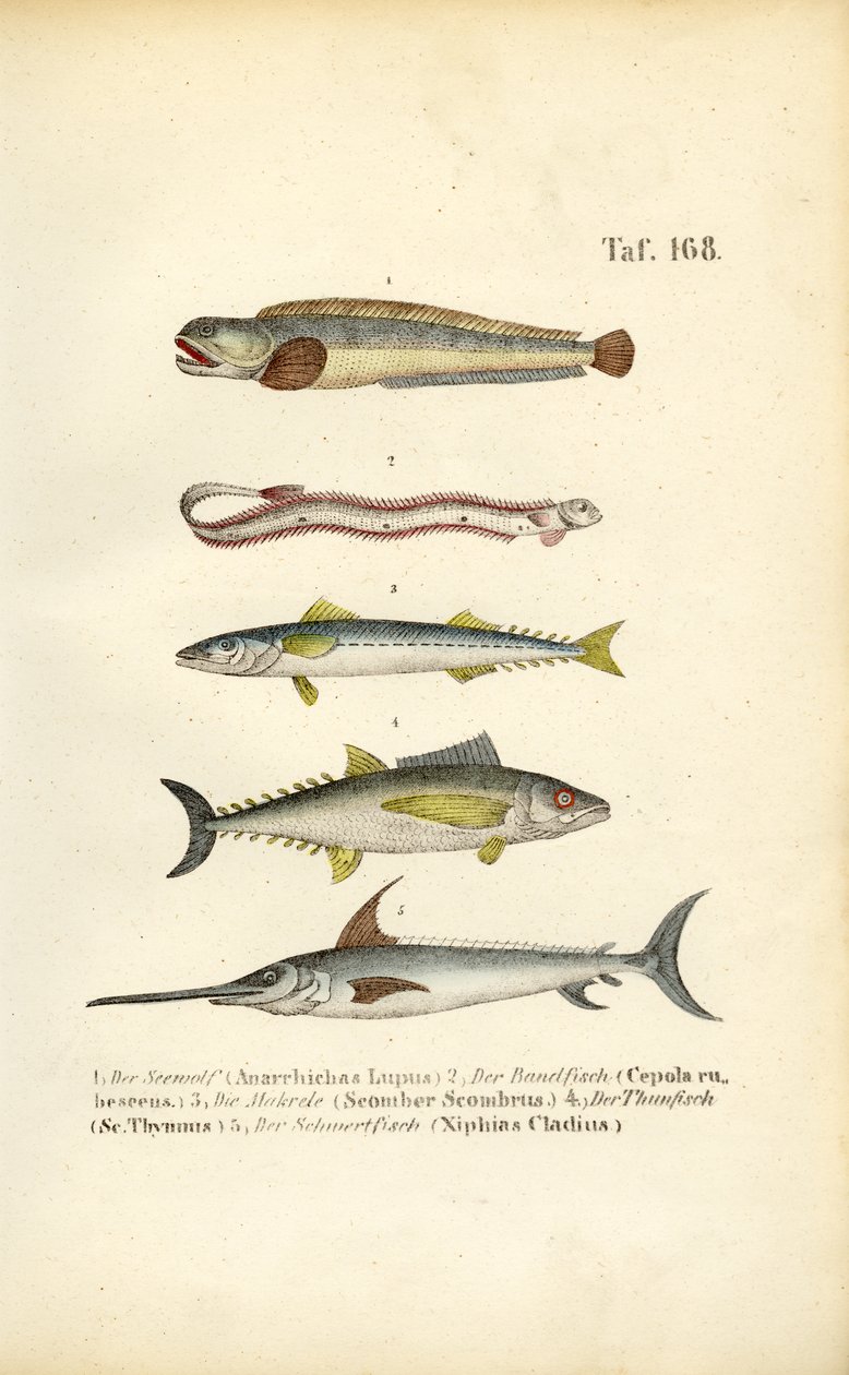 Poissons marins des eaux européennes - J. W. Tenhaeff