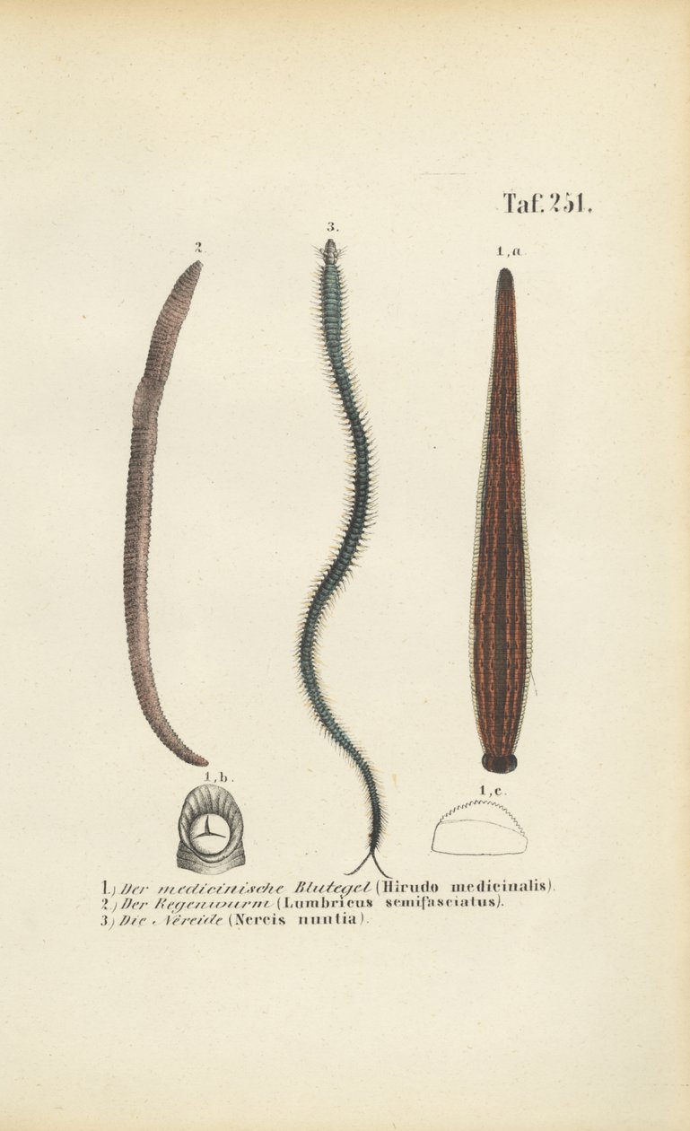 Sangsue médicinale, ver de terre et néréide - J. W. Tenhaeff
