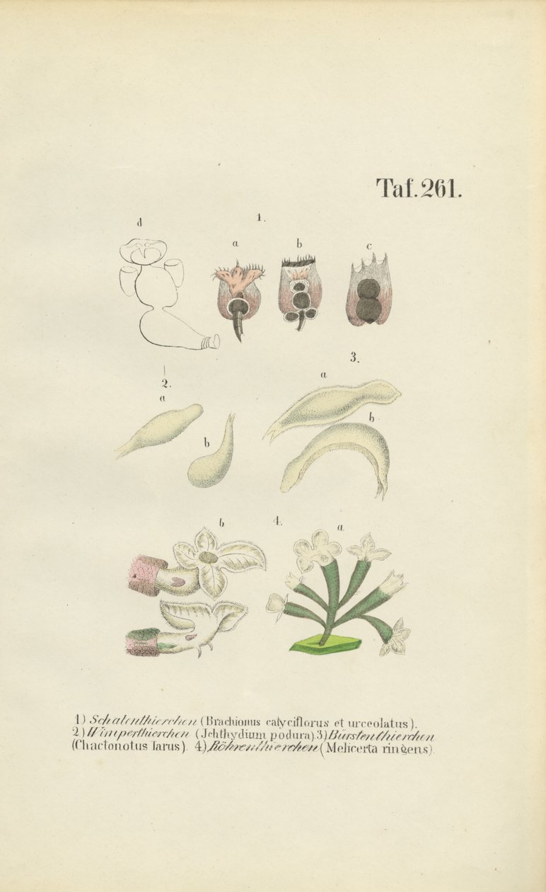 Rotifères microscopiques : Brachionus, Ichthyidium, Chaetonotus et Melicerta - J. W. Tenhaeff