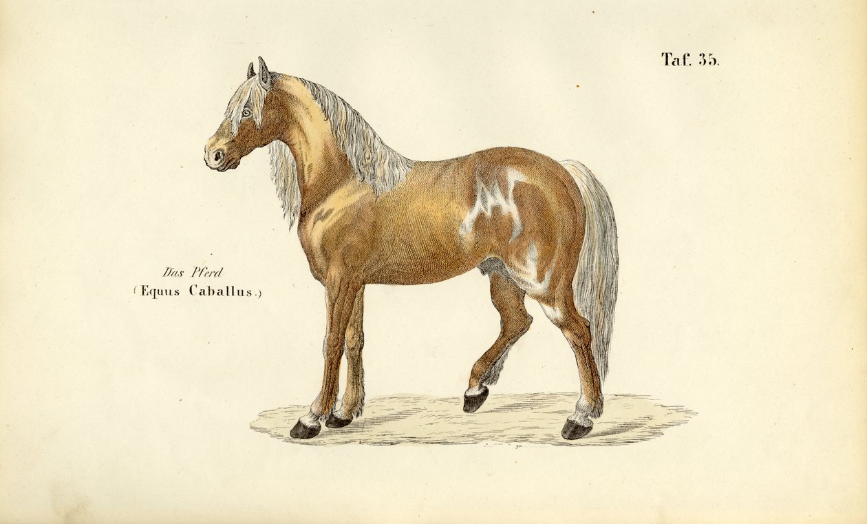Cheval noble - J. W. Tenhaeff