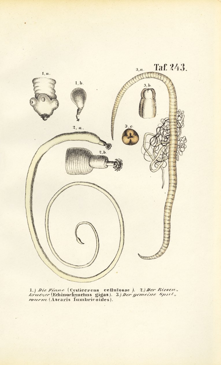 Les vers parasites et leurs stades de développement - J. W. Tenhaeff