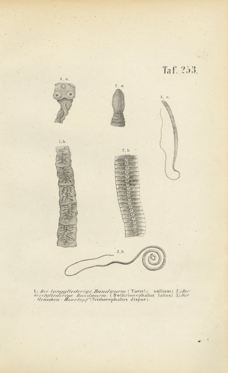 Vers parasites de l