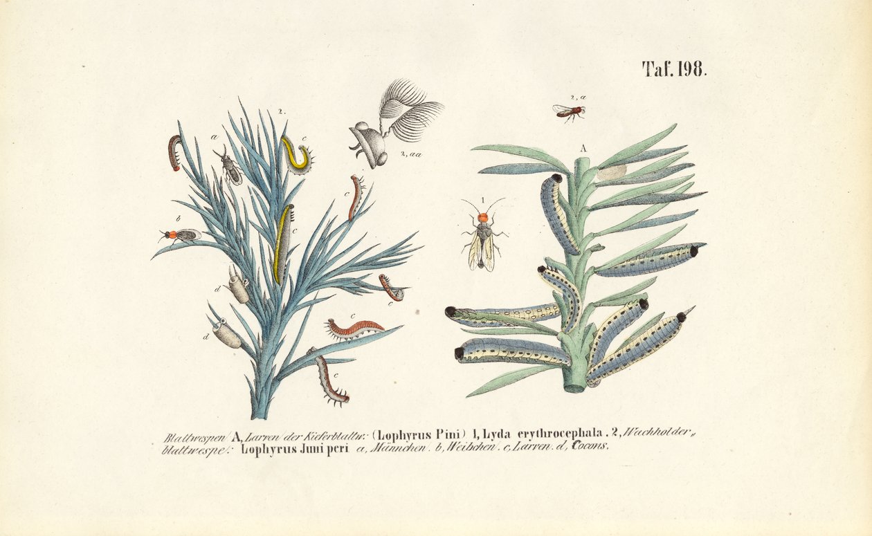 Larves de tenthrèdes du pin et leur développement - J. W. Tenhaeff