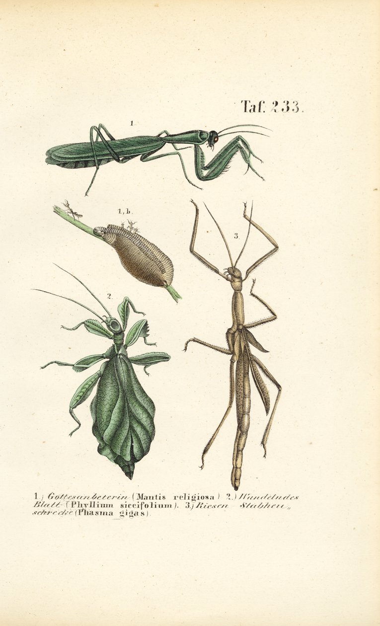 Mantes religieuses et insectes en bâton - J. W. Tenhaeff