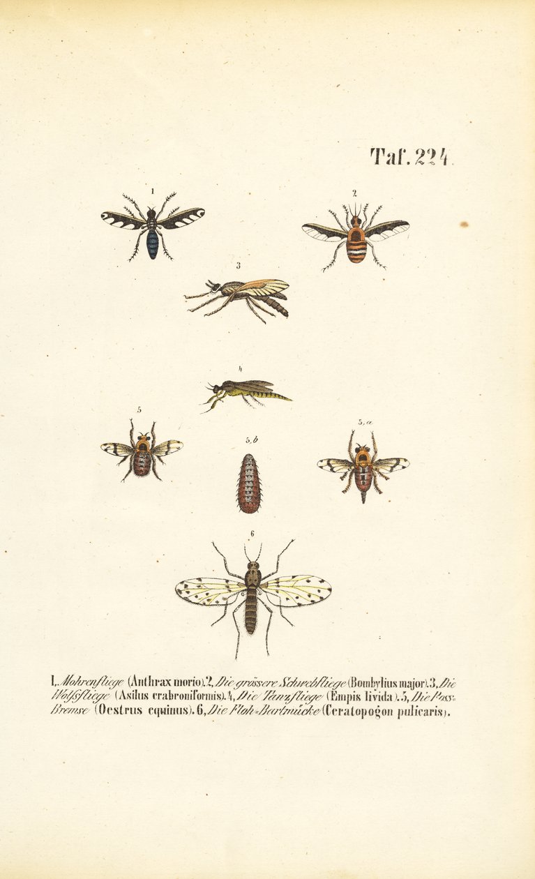 Espèces de mouches prédatrices et parasites - J. W. Tenhaeff