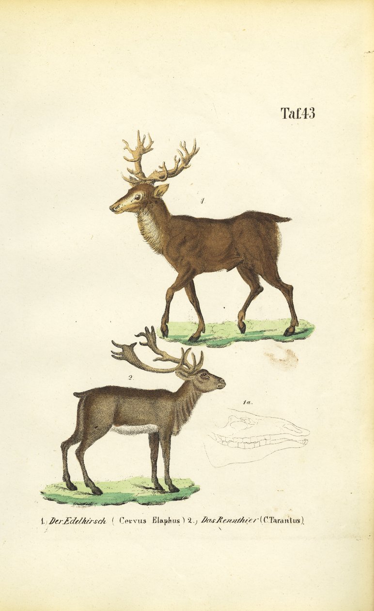 Cerfs et rennes - J. W. Tenhaeff