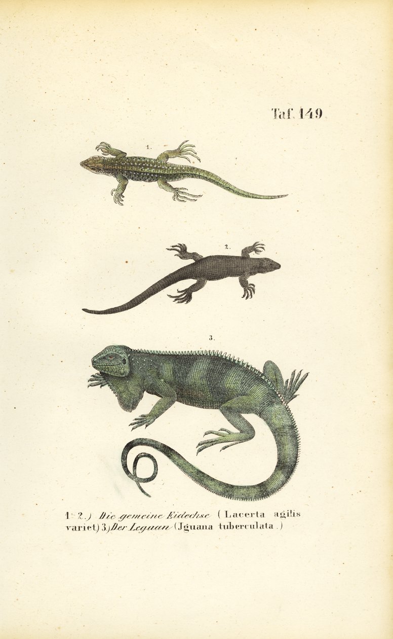 Lézard des sables et iguane vert - J. W. Tenhaeff