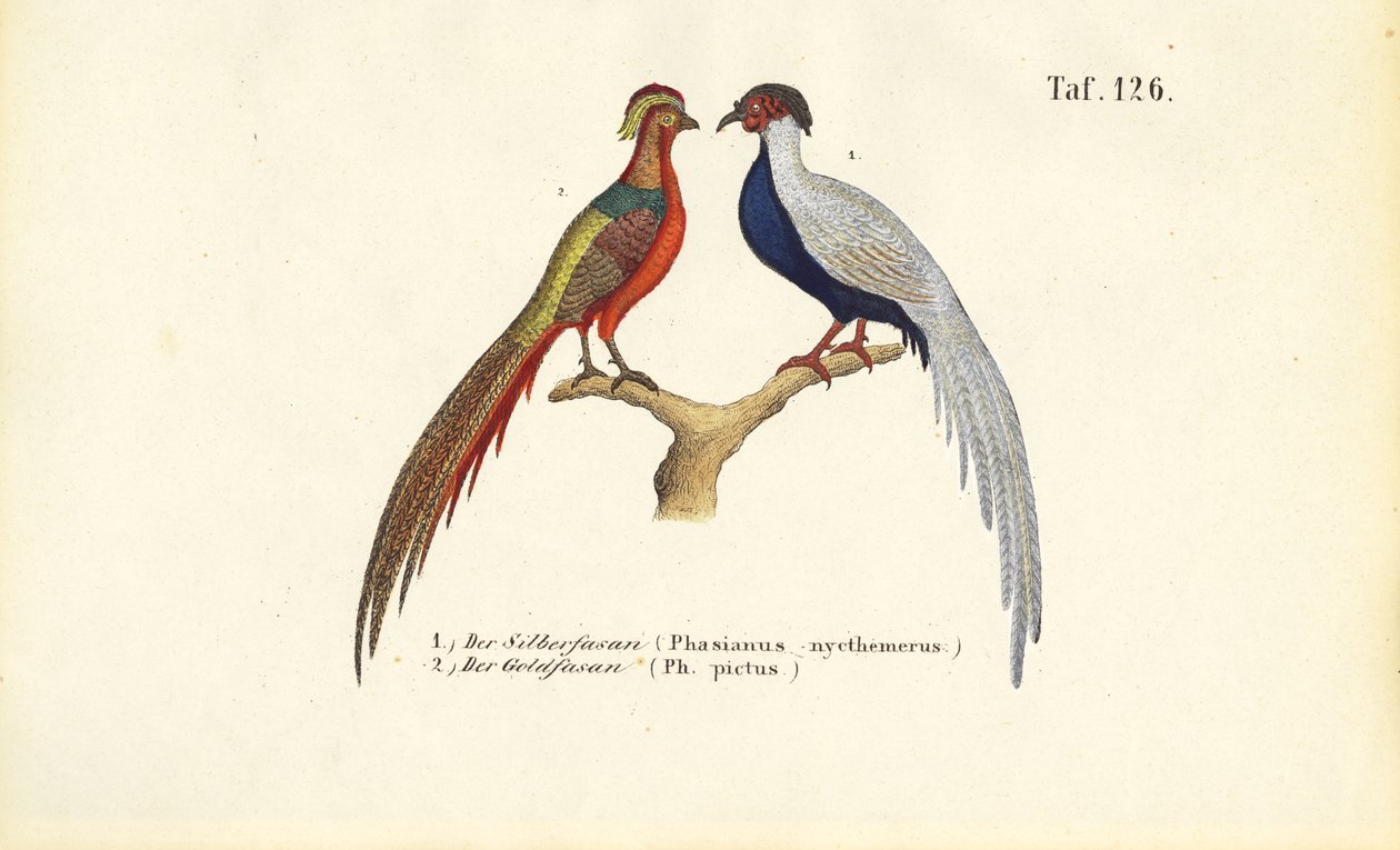 Faisan argenté et faisan doré - J. W. Tenhaeff