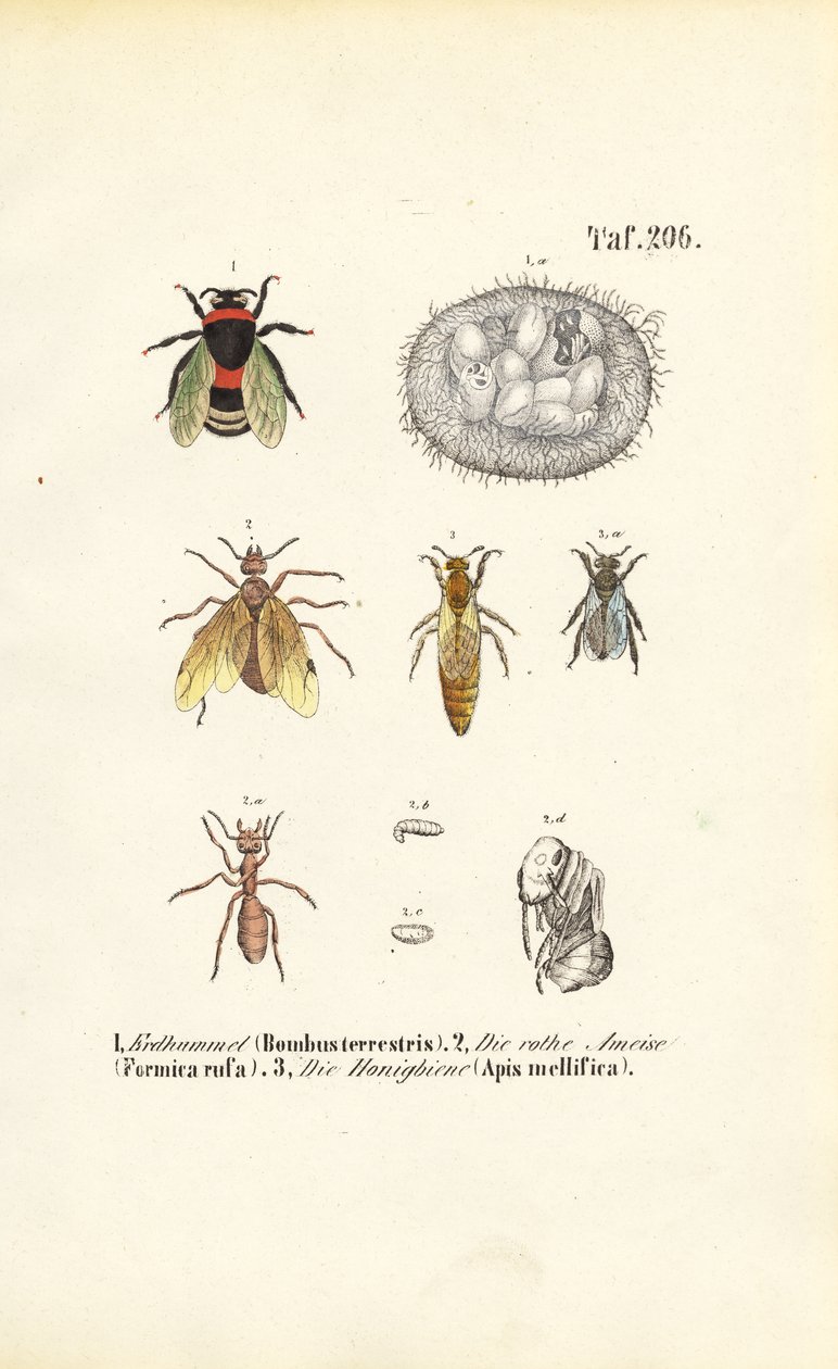 Insectes sociaux avec stades de développement - J. W. Tenhaeff