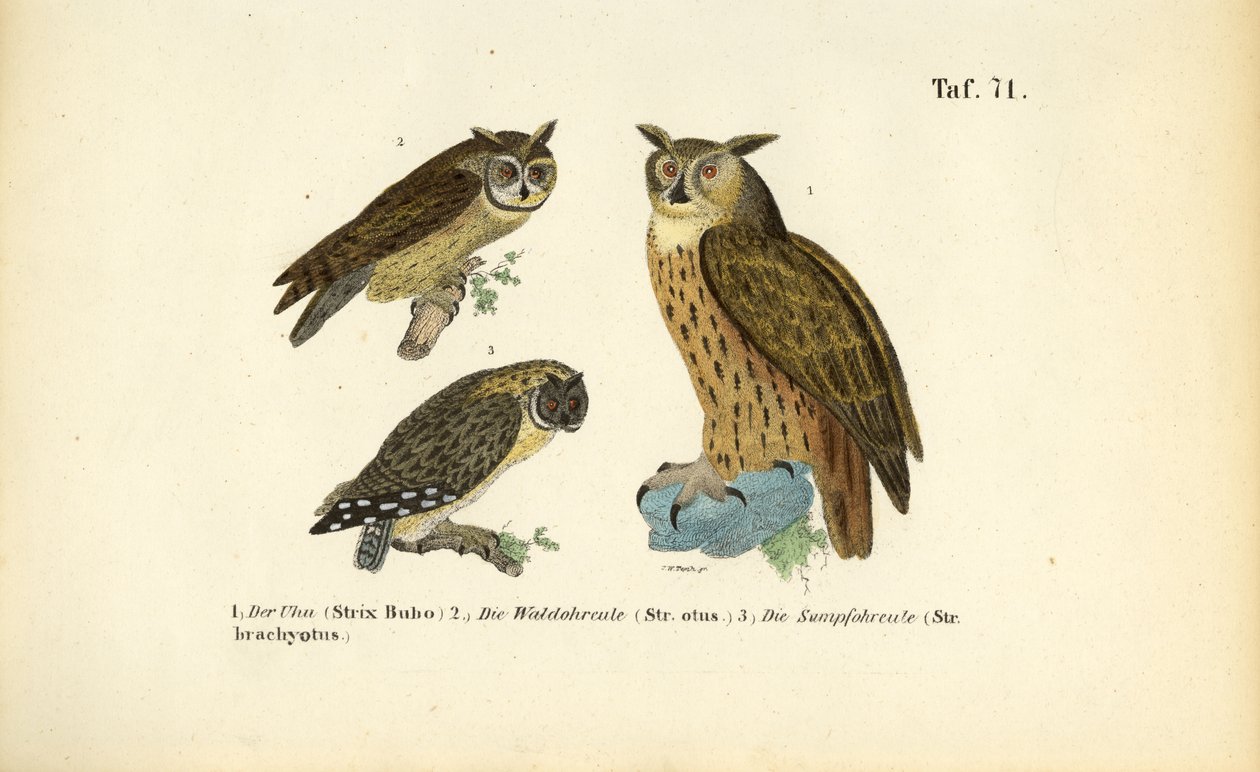 Trois espèces de hiboux avec des touffes d