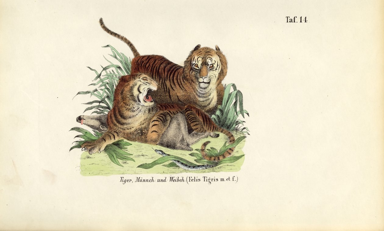 Tigres, mâles et femelles - J. W. Tenhaeff