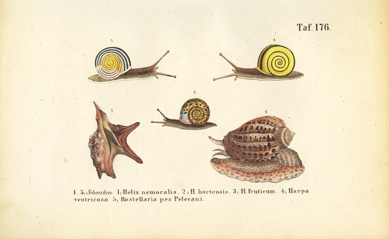 Divers escargots terrestres et marins - J. W. Tenhaeff