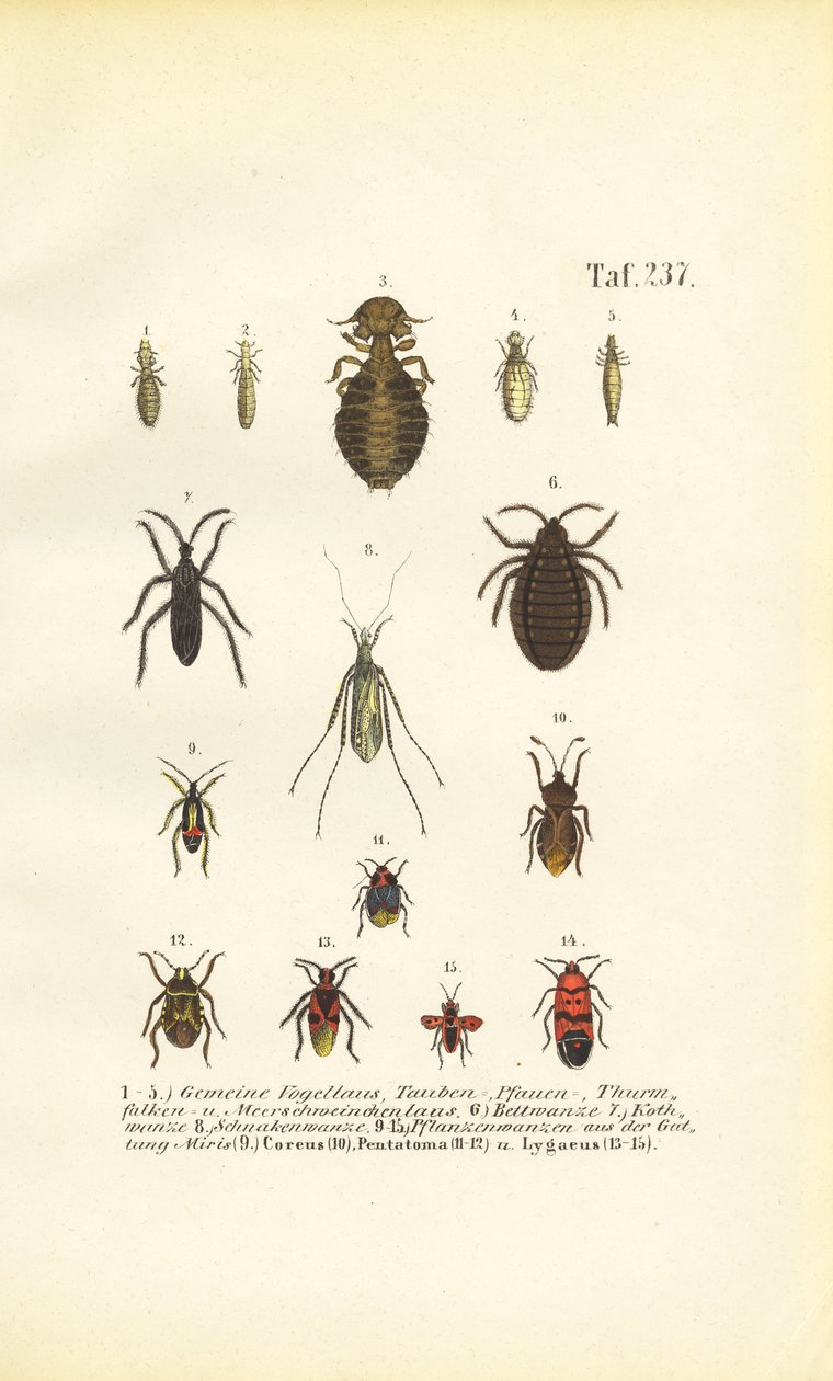 Divers parasites et punaises - J. W. Tenhaeff