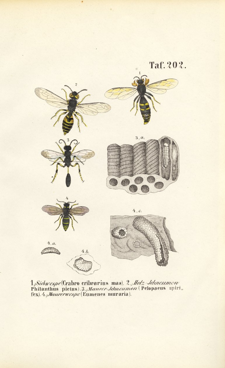 Les guêpes et la construction de leurs nids - J. W. Tenhaeff