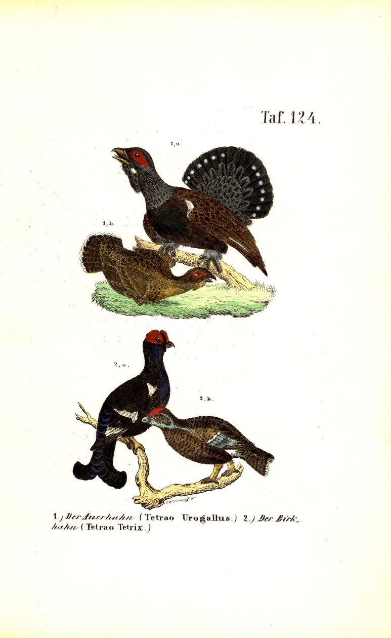 Grand tétras occidental et tétras lyre - J. W. Tenhaeff