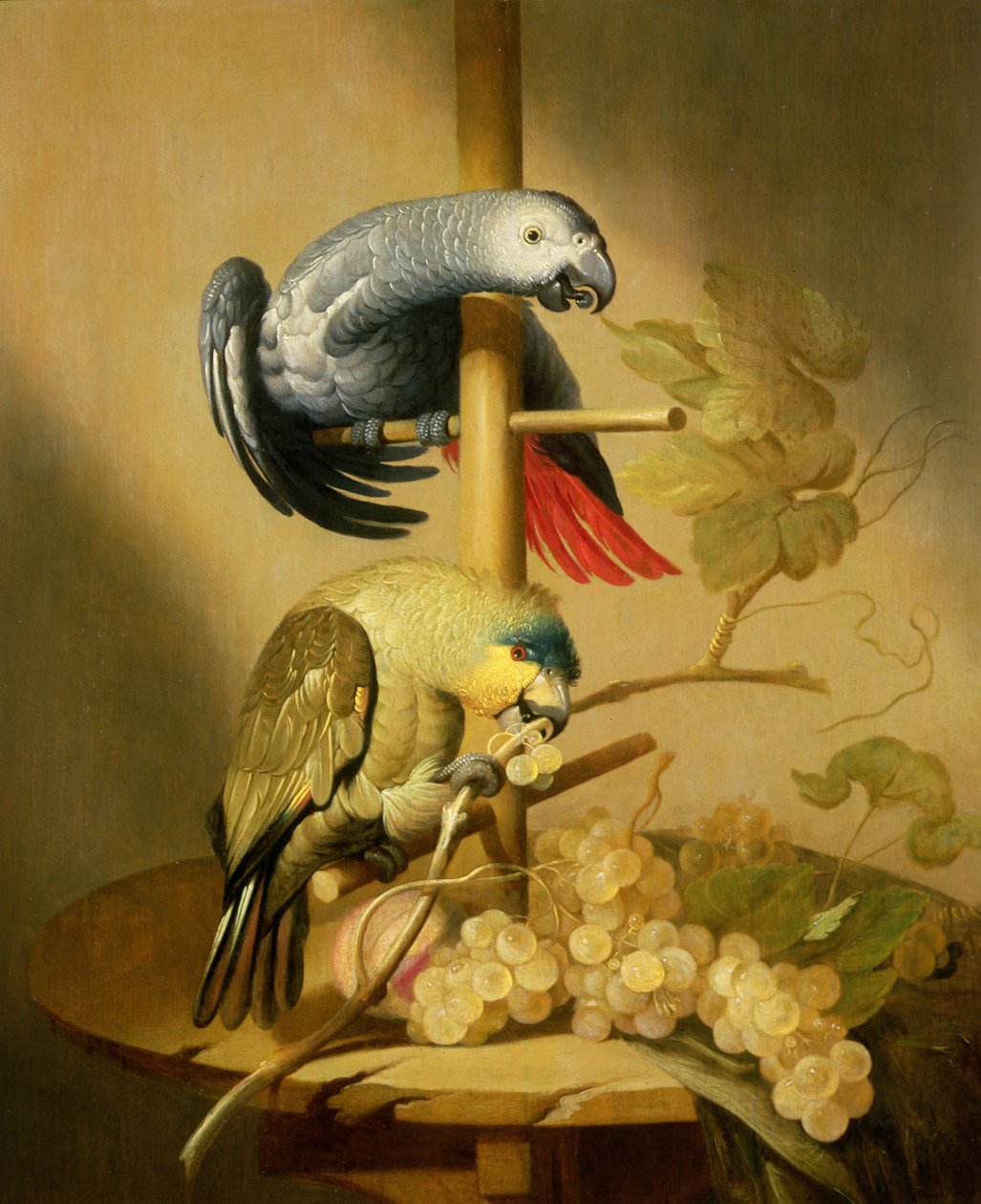 Un perroquet gris d