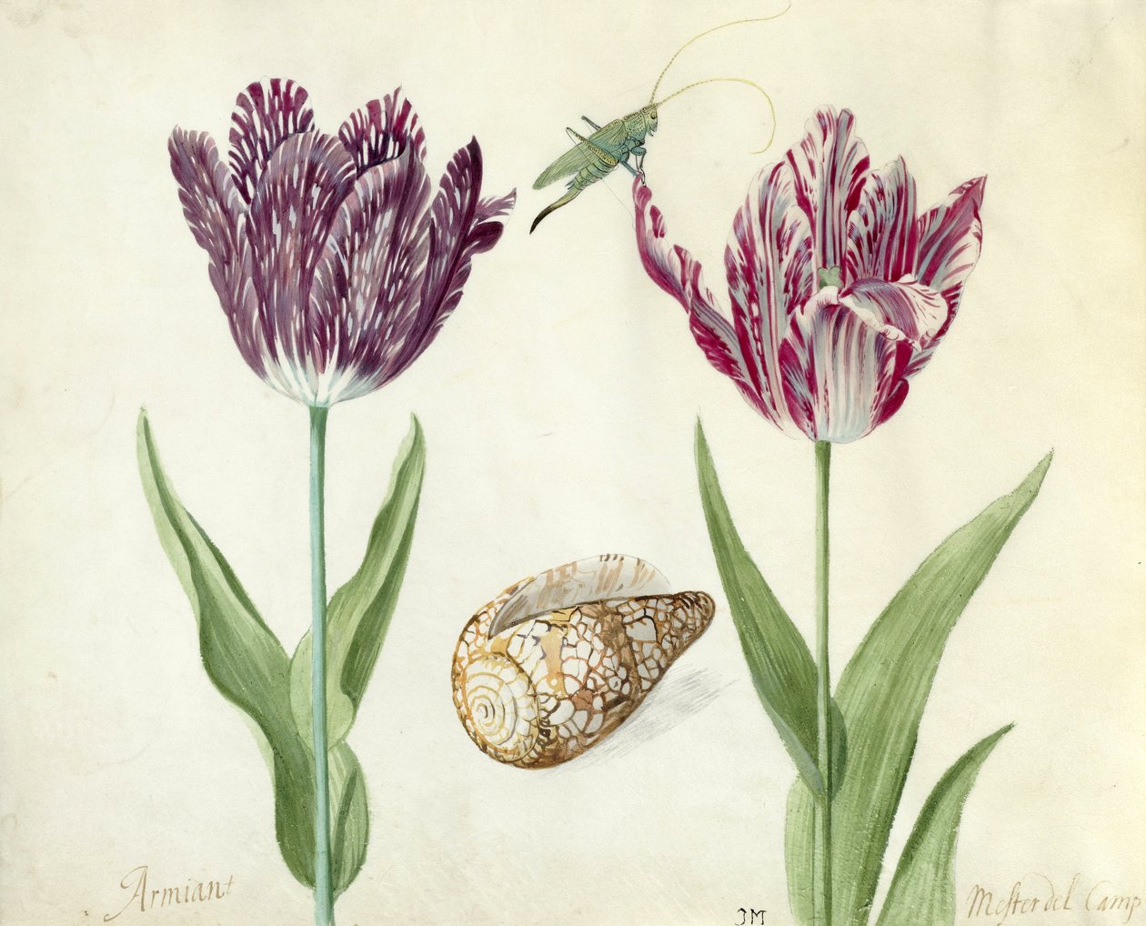 Deux tulipes, une coquille et un criquet, 1637-45 - Jacob Marrel