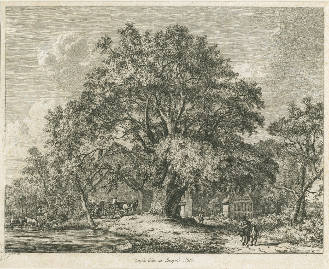 Blithfield - Orme champêtre - Jacob George Strutt