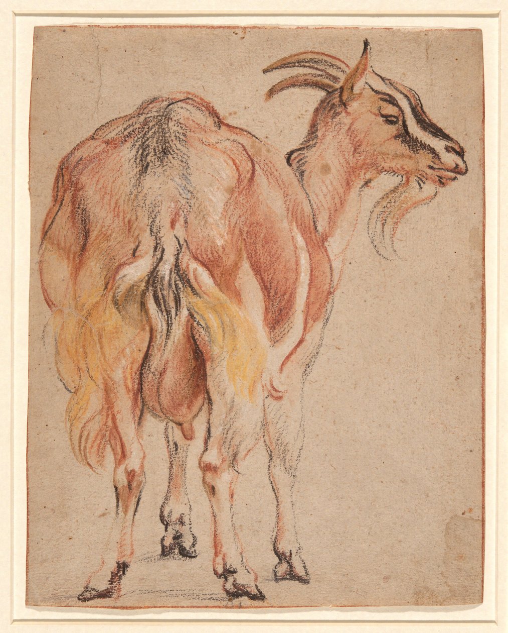 Chèvre, vers 1657 - Jacob Jordaens