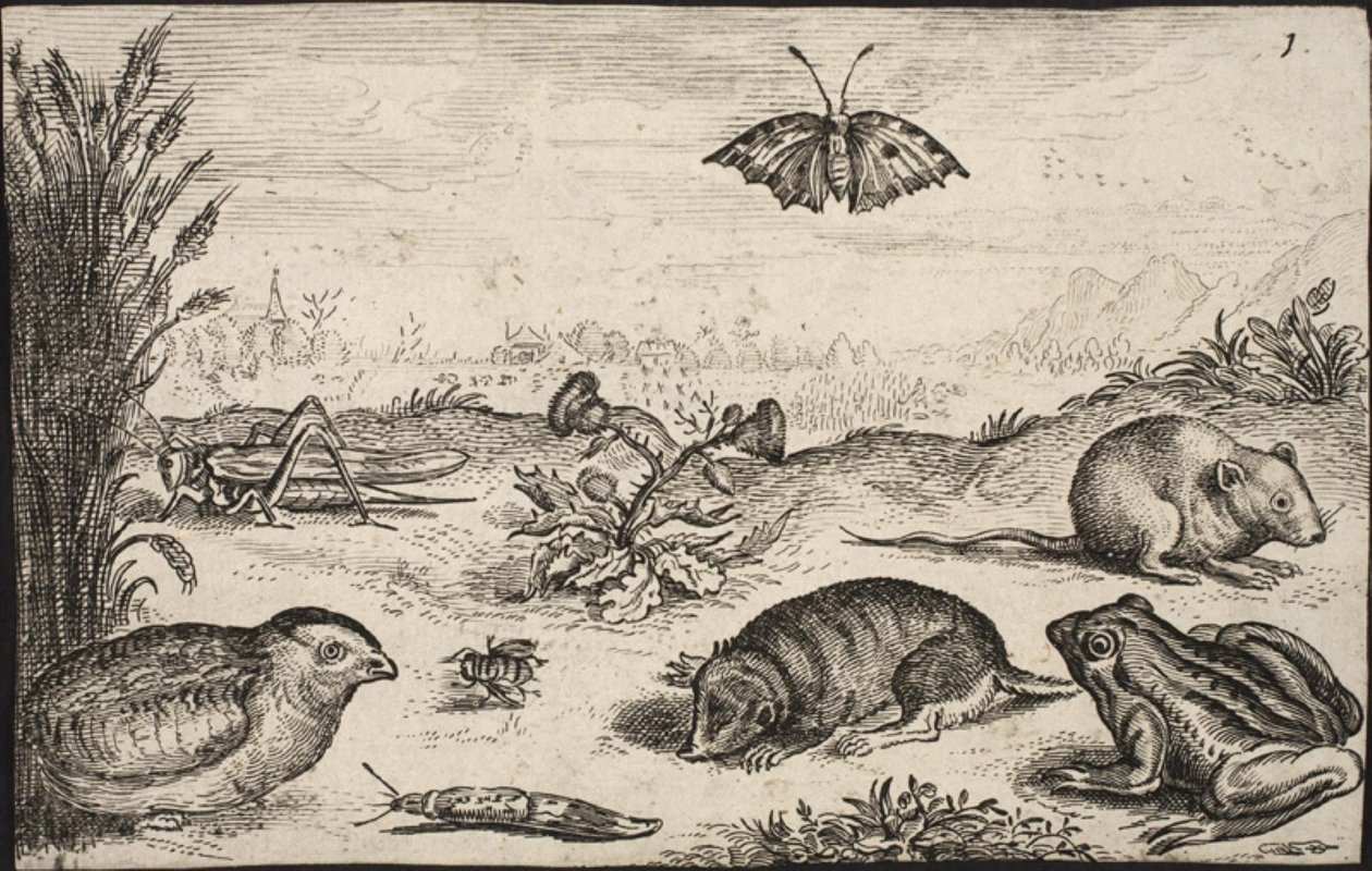 Petits animaux et insectes : sauterelle, papillon, campagnol, perdrix, abeille, escargot, taupe et grenouille - Jacob Matham