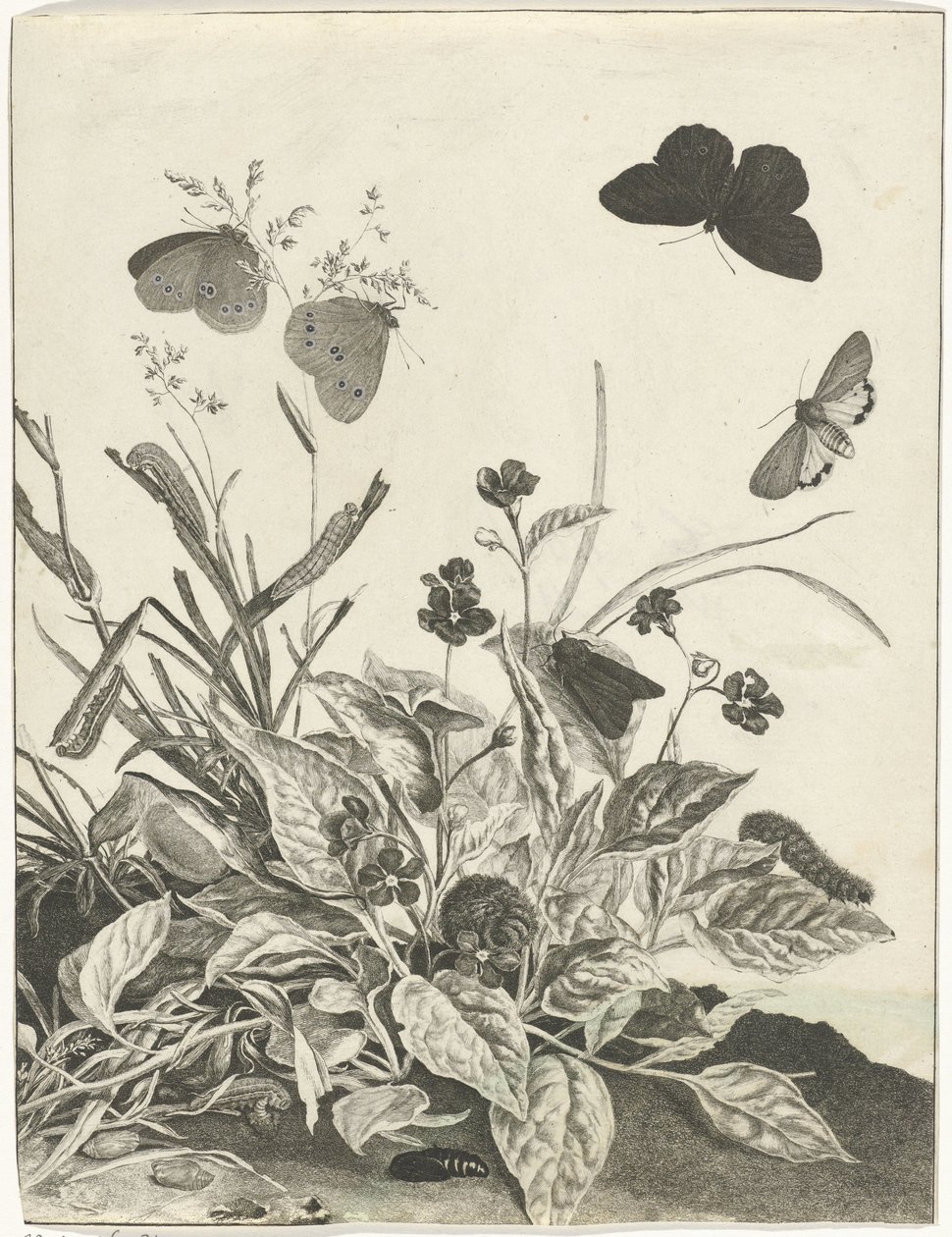 Plantes avec papillons et chenilles - Jacob l