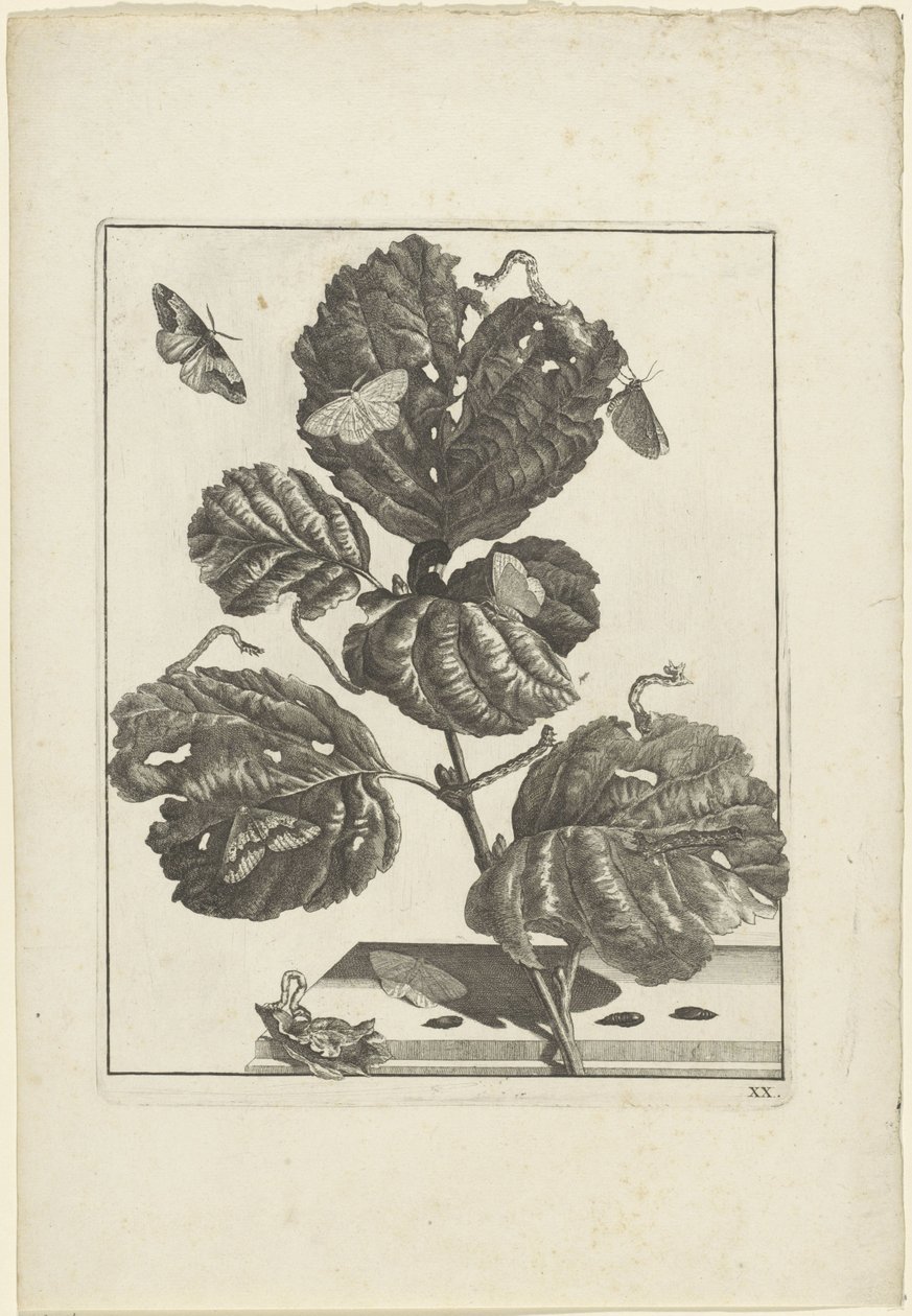 Différentes chenilles et papillons sur une plante - Jacob l
