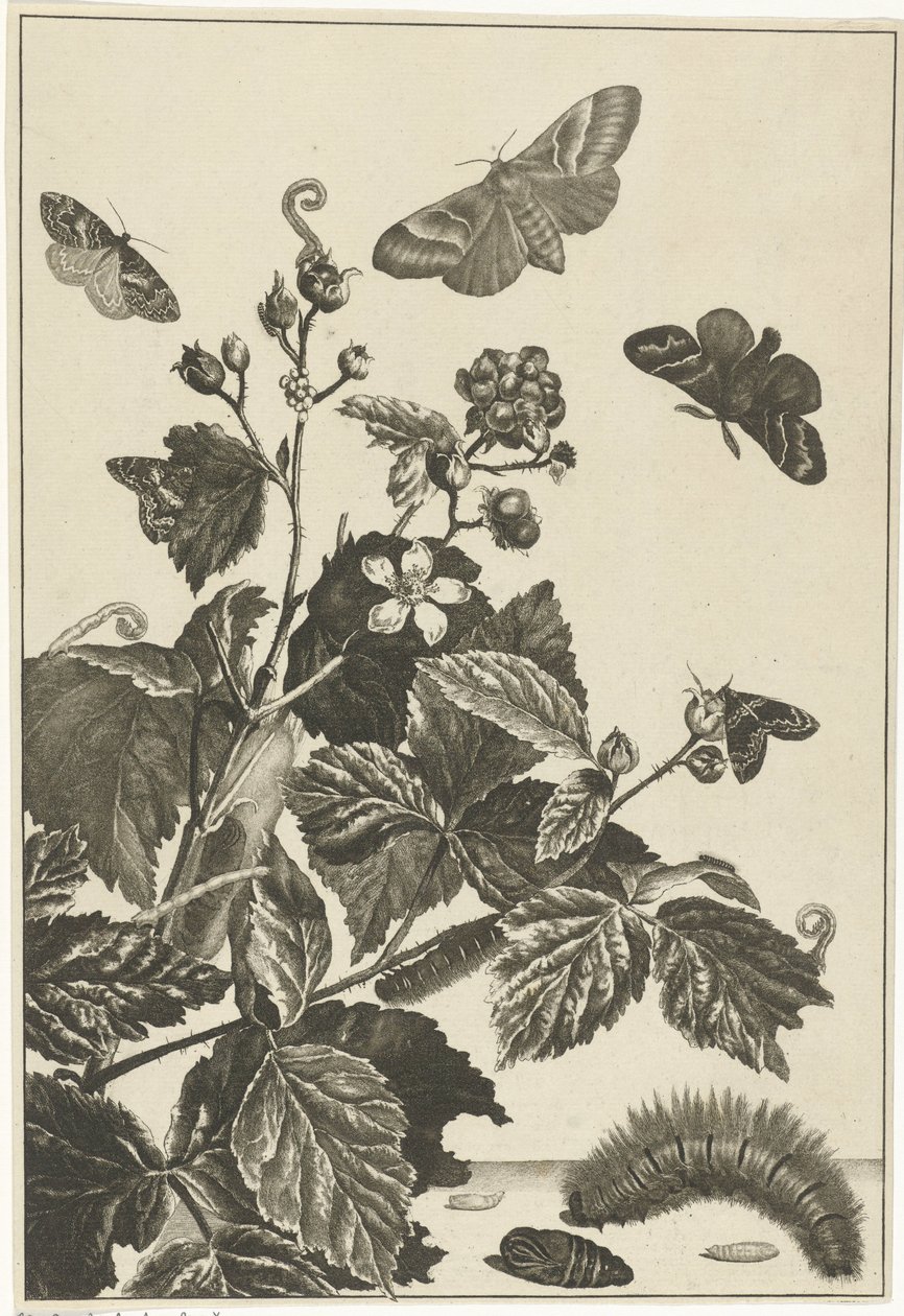 Églantier avec chenilles et papillons - Jacob l
