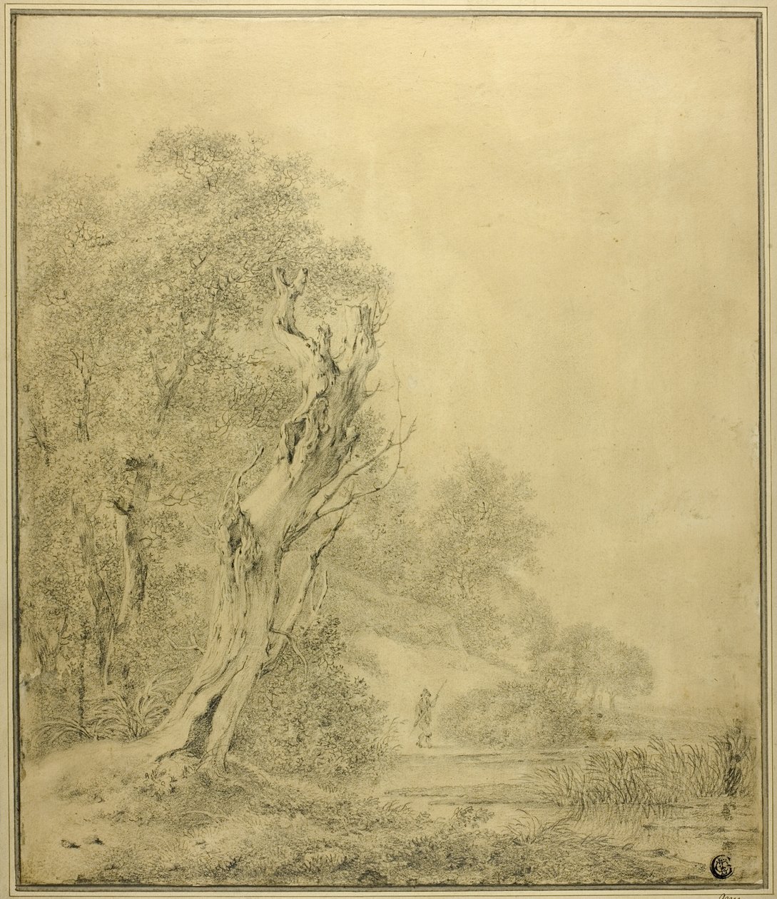 Arbre mort au bord de l