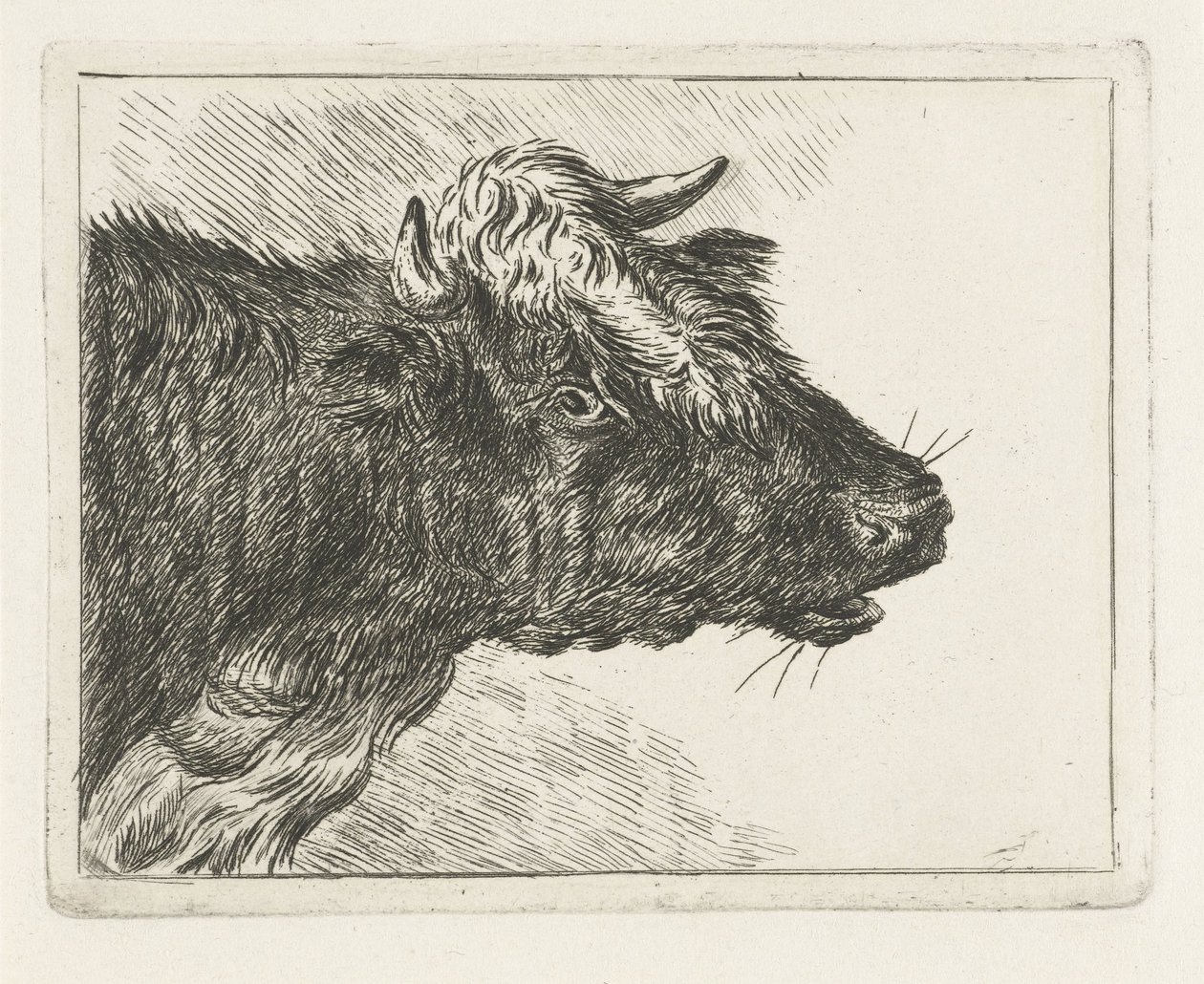 Bœuf mugissant - Jacobus Cornelis Gaal
