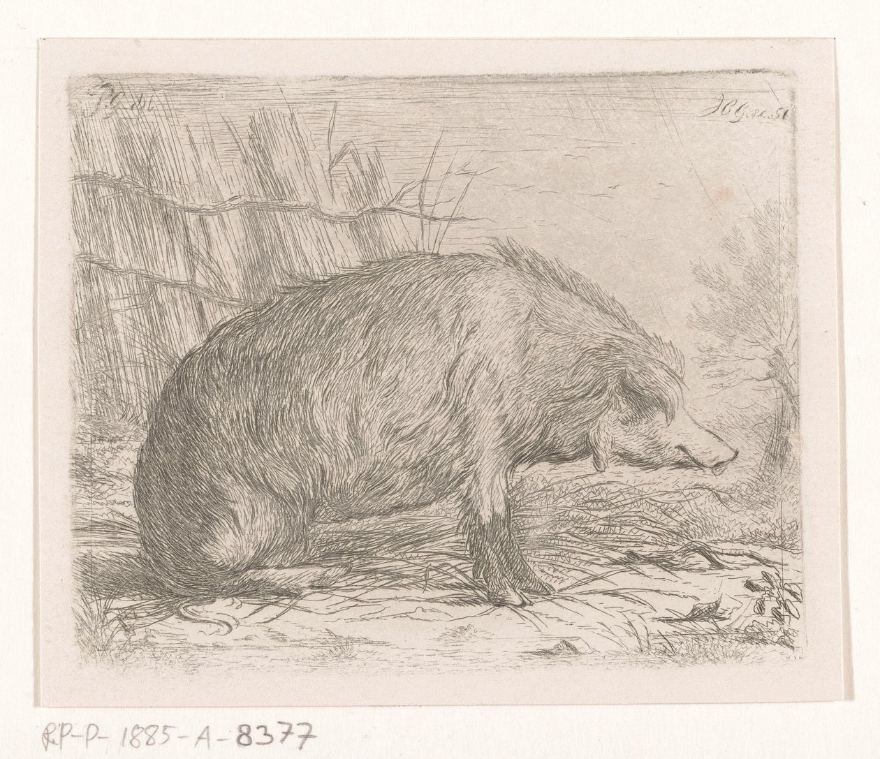 Sanglier assis - Jacobus Cornelis Gaal