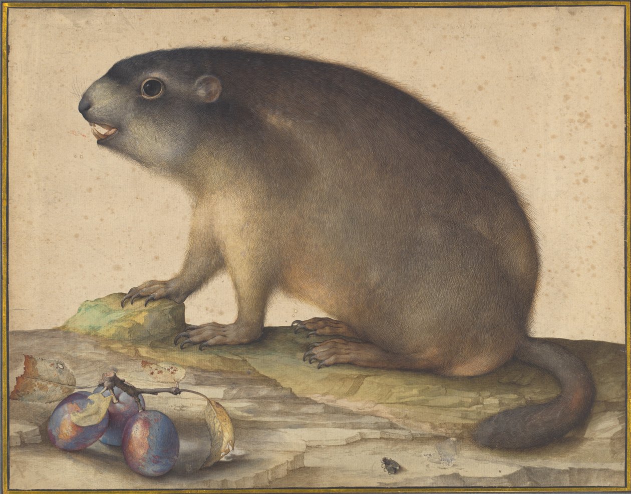 Une marmotte avec une branche de prunes - Jacopo Ligozzi