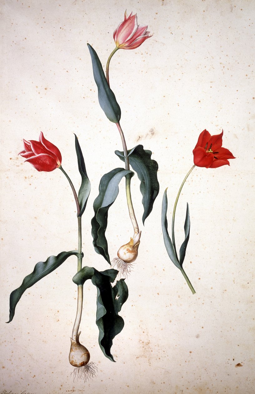 Herbier : Tulipa Gesneriana - Jacopo Ligozzi