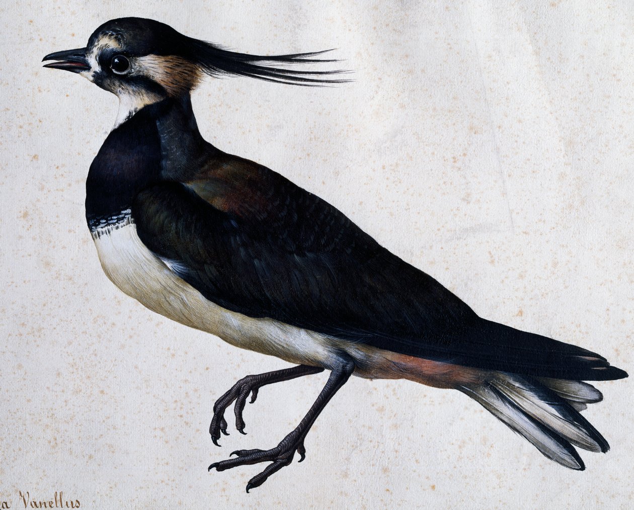 Vanneau huppé (Tringa vanellus) par Jacopo Ligozzi (1547-1627) - Jacopo Ligozzi