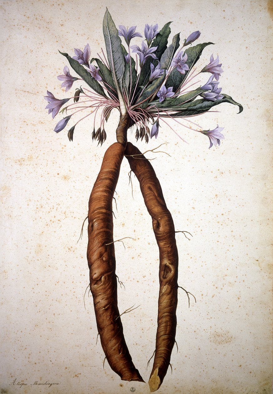 Image inconnue - Jacopo Ligozzi