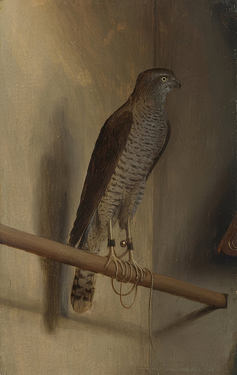 Un épervier. Années 1510 - Jacopo de Barbari