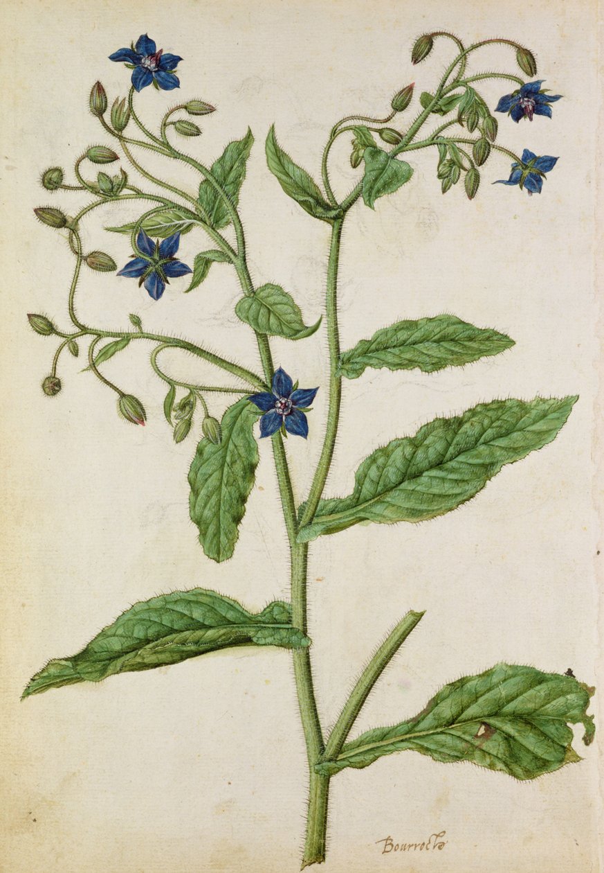 Bourrache : Borago officinalis, vers 1568, par J.le Moyne de Morgue (vers 1530-88) - Jacques (1533-88) Le Moyne