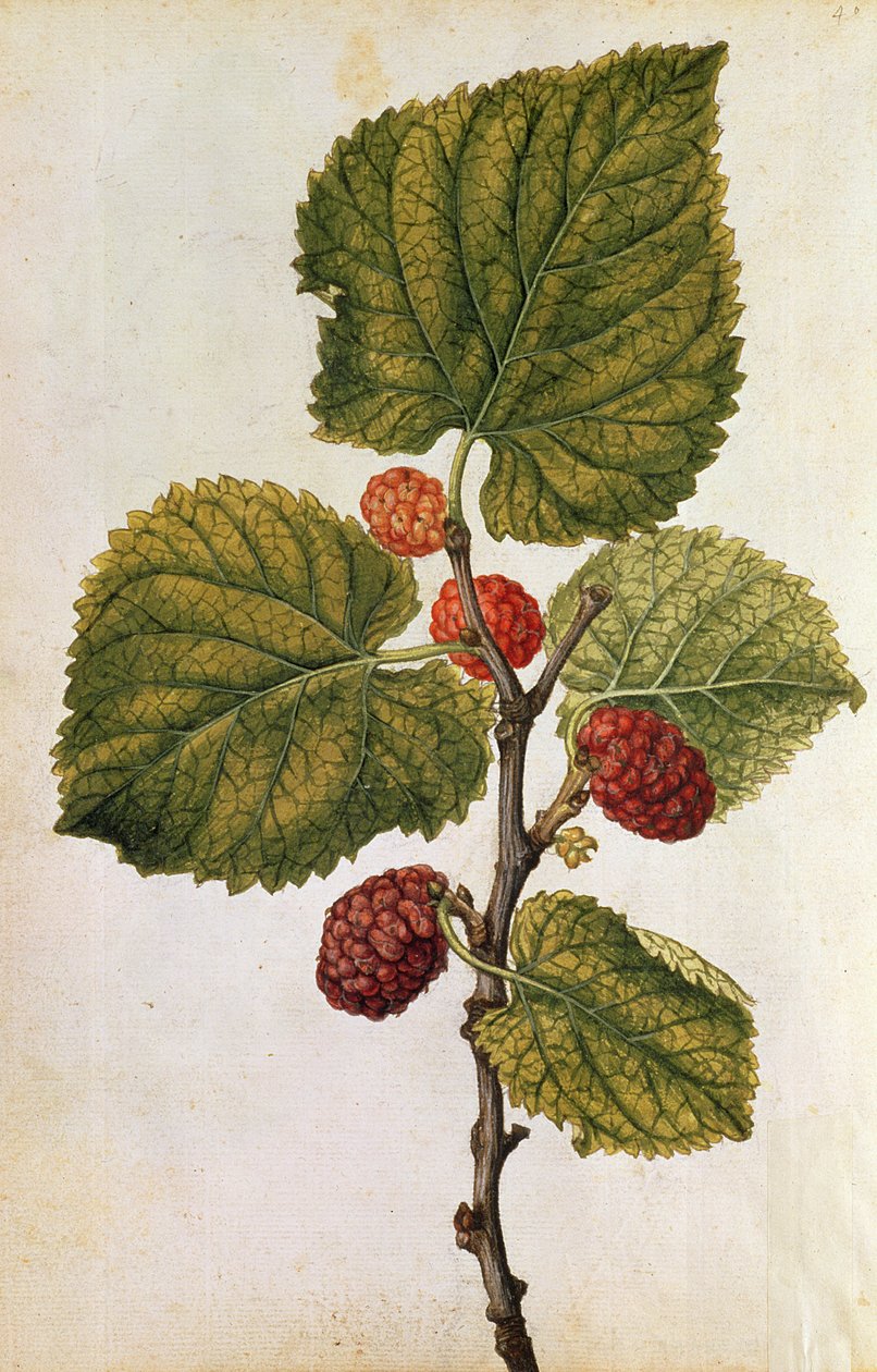 Mûrier : Morus Nigra, vers 1568 (lithographie en couleur) - Jacques (1533-88) Le Moyne