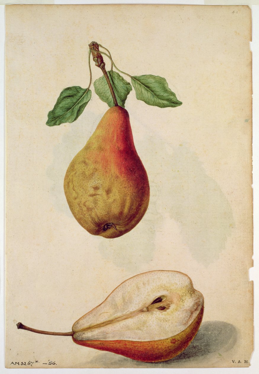 Poire : Pyrus communis, vers 1568, par J.le Moyne de Morgues (vers 1530-88) - Jacques (1533-88) Le Moyne