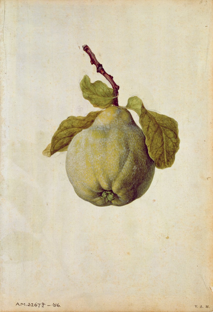 Coing : Cydonia vulgaris, vers 1568, par J.le Moyne de Morgues (vers 1530-88) - Jacques (1533-88) Le Moyne