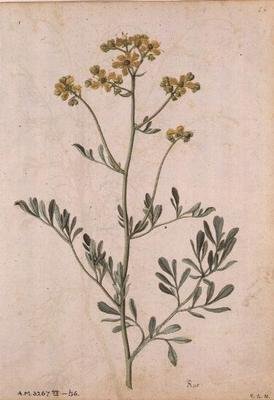 Ruta graveolens - Jacques  Le Moyne