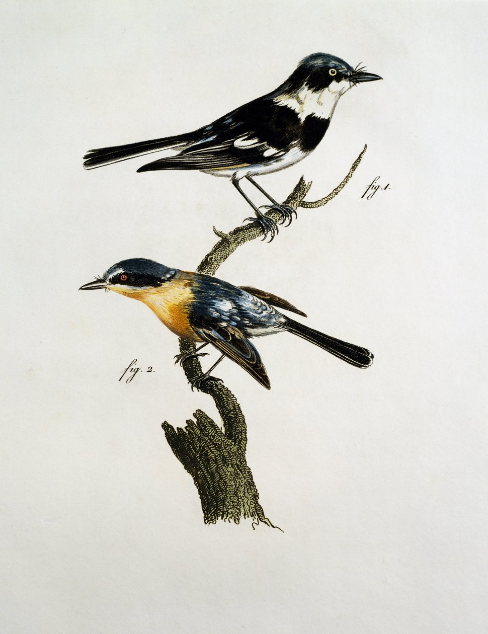 Mâle et femelle de Pririt Batis (Batis pririt) - Jacques (after) Barraband