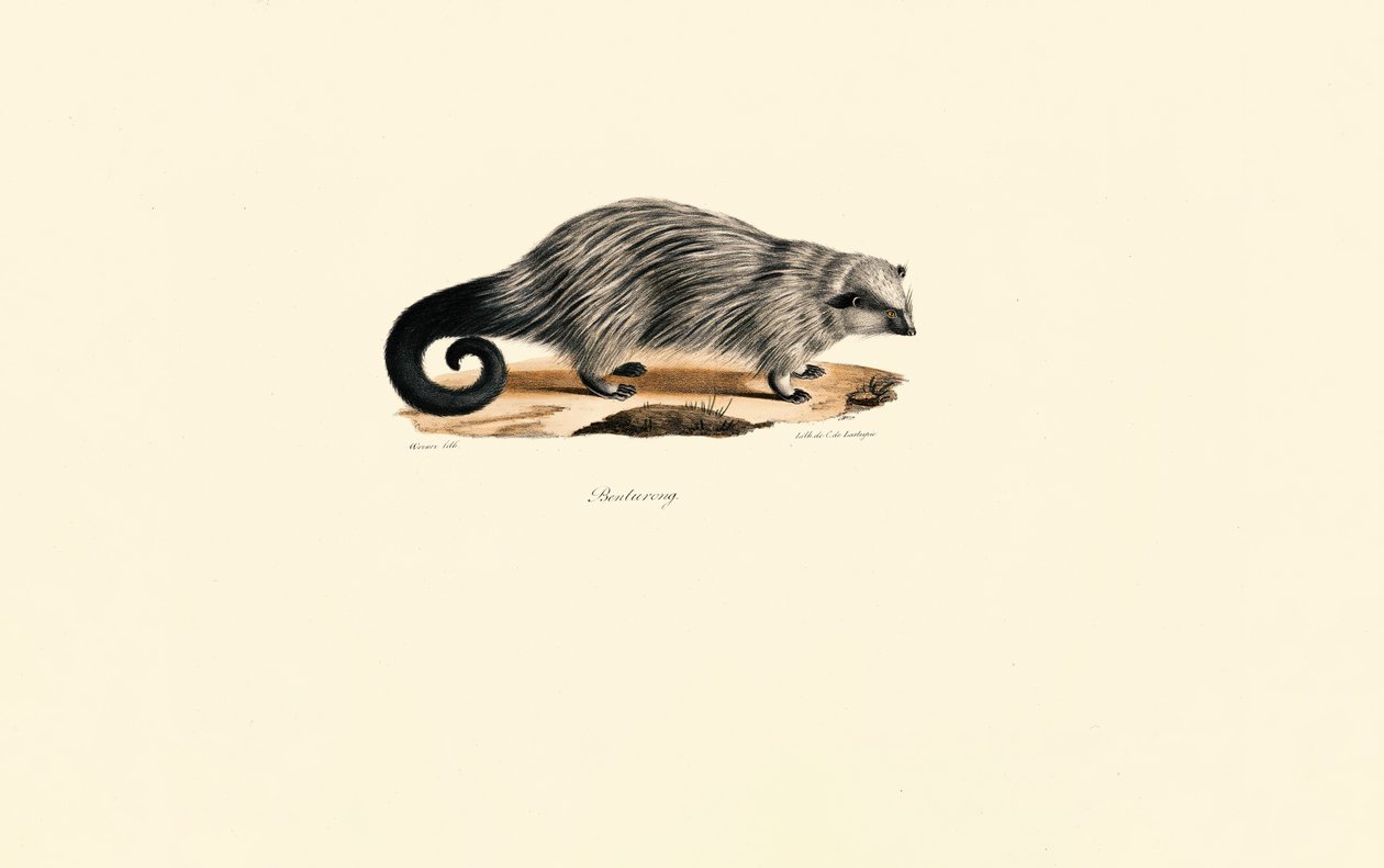 Porc-épic africain - Jacques Christophe Werner