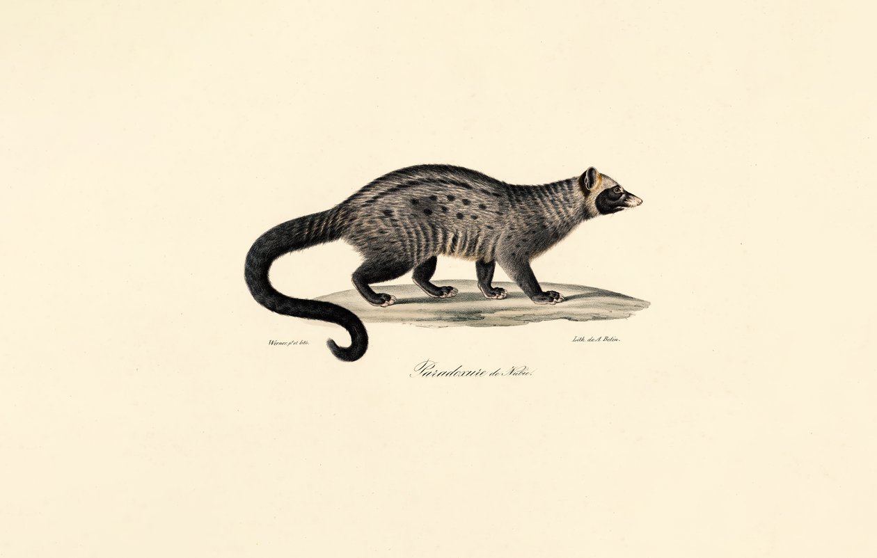 Civette africaine - Jacques Christophe Werner