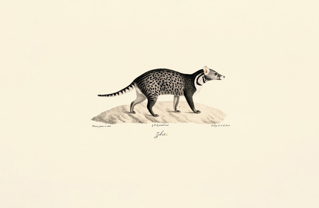 Civette africaine - Jacques Christophe Werner