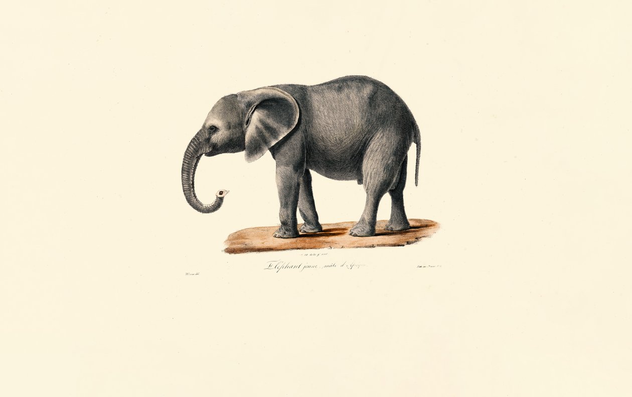 Éléphant d