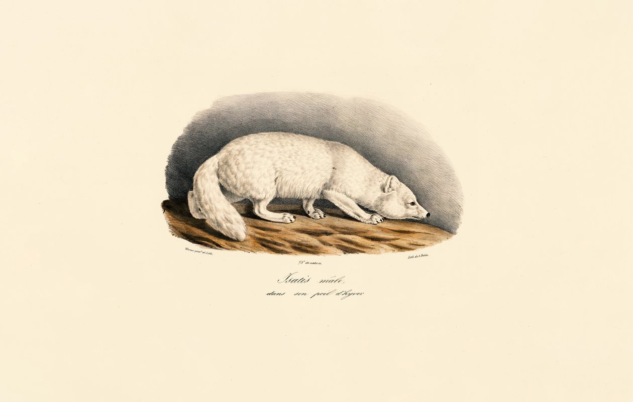 Renard arctique en manteau d